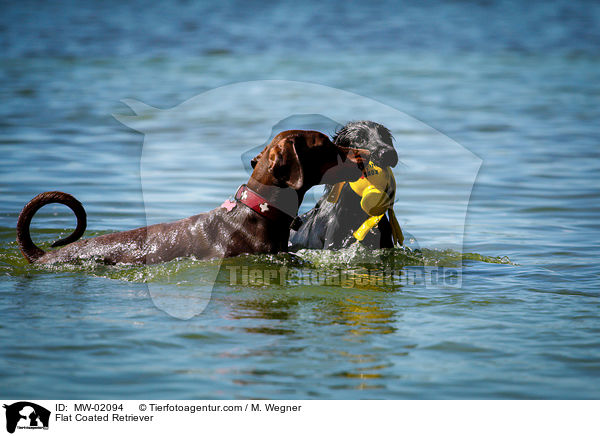 Flat Coated Retriever / Flat Coated Retriever / MW-02094