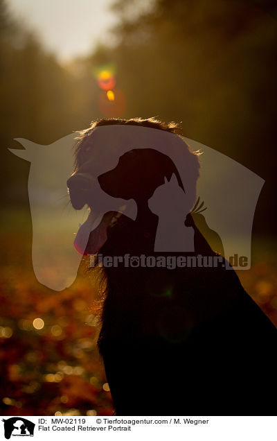 Flat Coated Retriever Portrait / Flat Coated Retriever Portrait / MW-02119