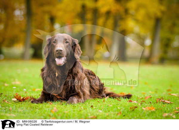 liegender Flat Coated Retriever / lying Flat Coated Retriever / MW-06026