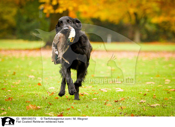 Flat Coated Retriever apportiert Hasen / Flat Coated Retriever retrieves hare / MW-06070