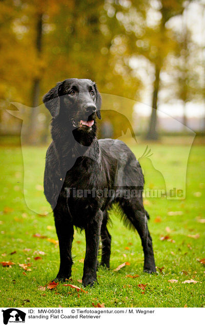 standing Flat Coated Retriever / MW-06081