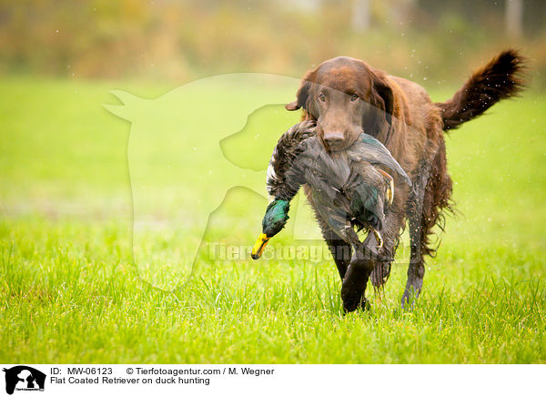 Flat Coated Retriever on duck hunting / MW-06123