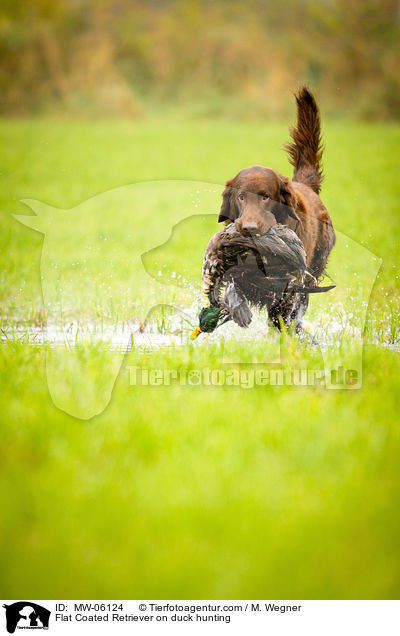 Flat Coated Retriever on duck hunting / MW-06124