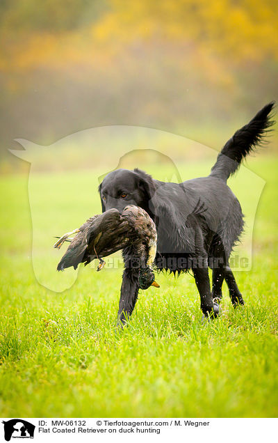 Flat Coated Retriever auf Entenjagd / Flat Coated Retriever on duck hunting / MW-06132