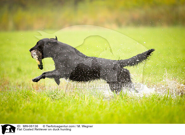 Flat Coated Retriever on duck hunting / MW-06136