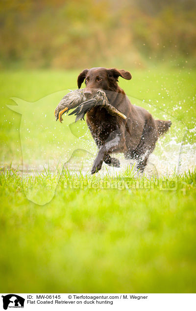 Flat Coated Retriever auf Entenjagd / Flat Coated Retriever on duck hunting / MW-06145