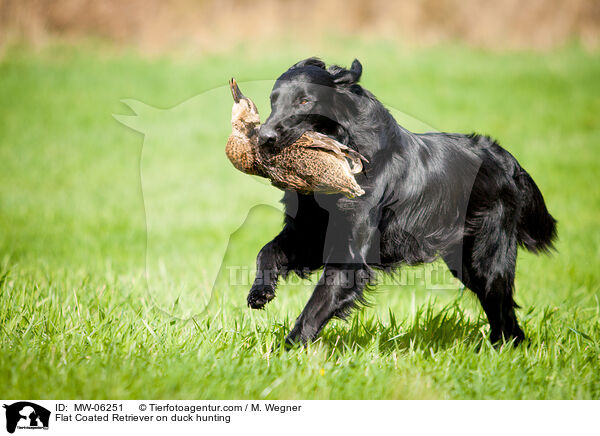 Flat Coated Retriever on duck hunting / MW-06251