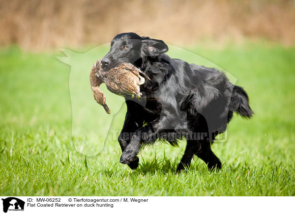 Flat Coated Retriever auf Entenjagd / Flat Coated Retriever on duck hunting / MW-06252