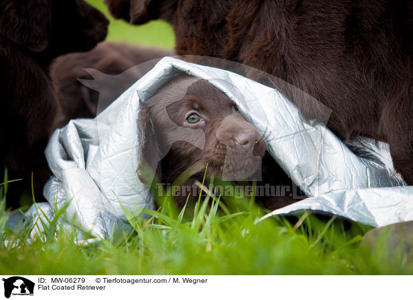 Flat Coated Retriever / Flat Coated Retriever / MW-06279