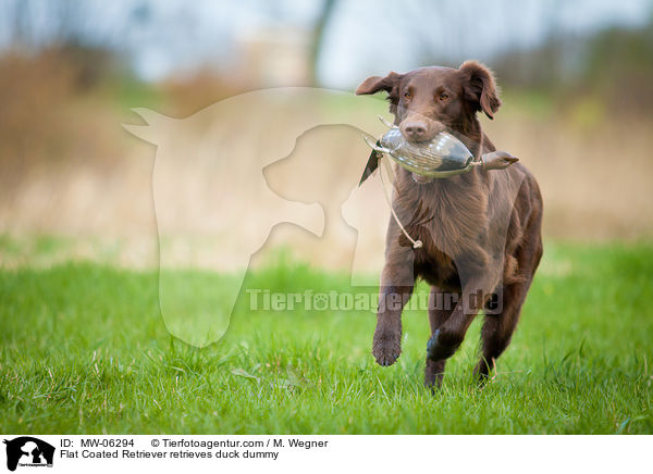 Flat Coated Retriever apportiert Entendummy / Flat Coated Retriever retrieves duck dummy / MW-06294