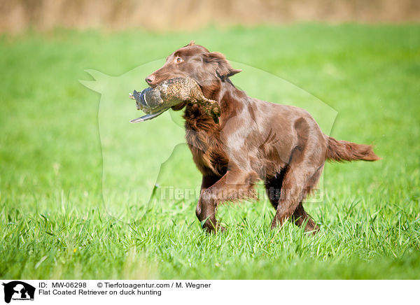 Flat Coated Retriever auf Entenjagd / Flat Coated Retriever on duck hunting / MW-06298