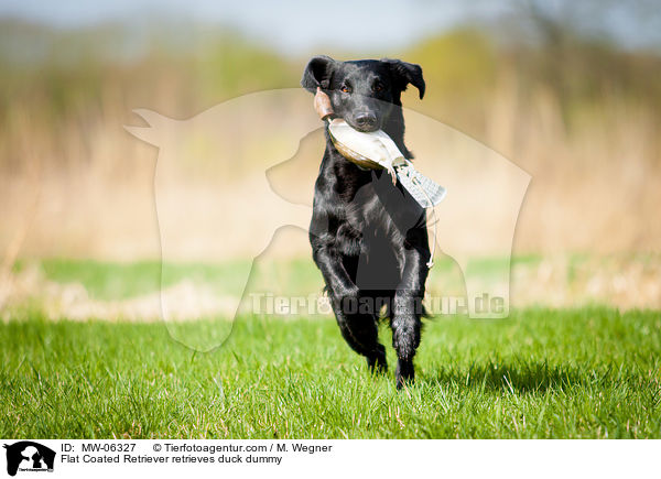 Flat Coated Retriever apportiert Entendummy / Flat Coated Retriever retrieves duck dummy / MW-06327