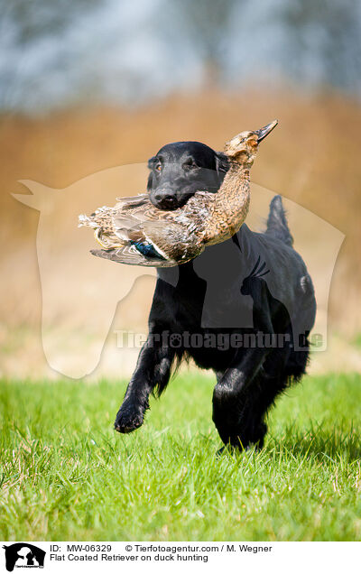 Flat Coated Retriever on duck hunting / MW-06329