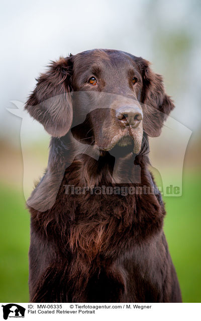 Flat Coated Retriever Portrait / Flat Coated Retriever Portrait / MW-06335