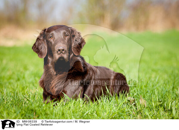 lying Flat Coated Retriever / MW-06339