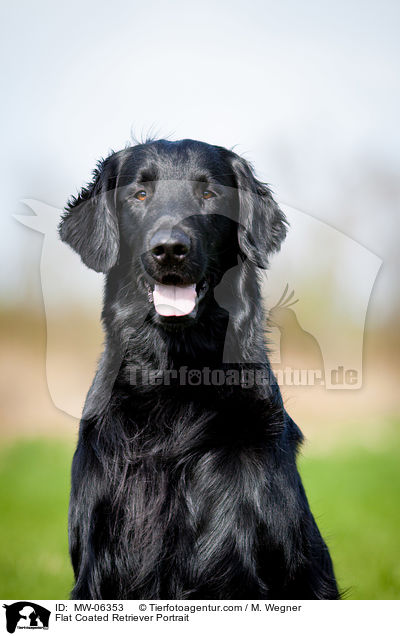 Flat Coated Retriever Portrait / MW-06353