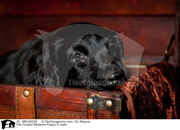 Flat Coated Retriever Welpe in Kiste / Flat Coated Retriever Puppy in crate / MW-06359