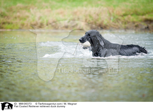 Flat Coated Retriever apportiert Entendummy / Flat Coated Retriever retrieves duck dummy / MW-06373