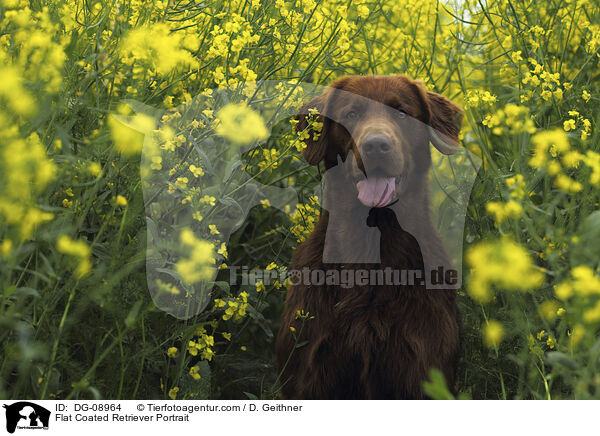 Flat Coated Retriever Portrait / Flat Coated Retriever Portrait / DG-08964