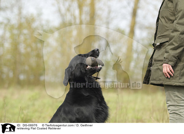 retrieving Flat Coated Retriever / DG-08976