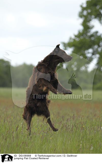 jumping Flat Coated Retriever / DG-08988