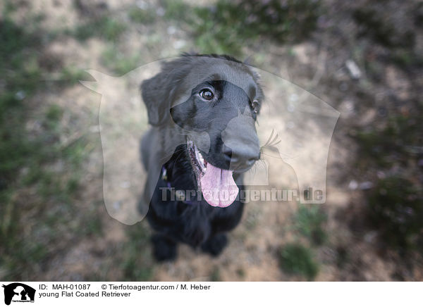 junger Flat Coated Retriever / young Flat Coated Retriever / MAH-01087