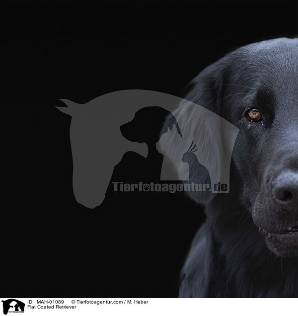 Flat Coated Retriever / MAH-01089