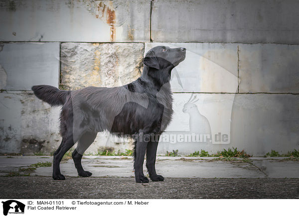 Flat Coated Retriever / Flat Coated Retriever / MAH-01101