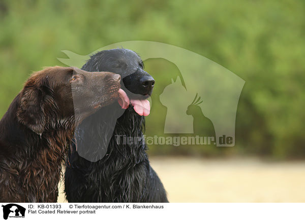 Flat Coated Retriever Portrait / Flat Coated Retriever portrait / KB-01393