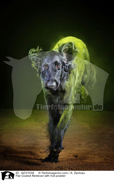 Flat Coated Retriever mit Holi Pulver / Flat Coated Retriever with holi powder / AZ-01038