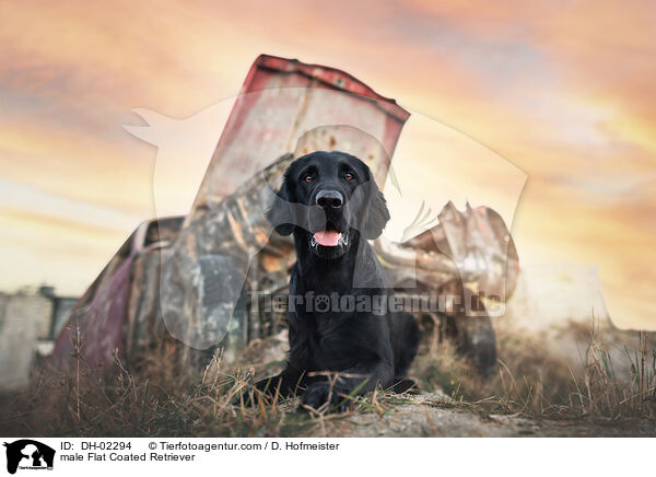 Flat Coated Retriever R�de / male Flat Coated Retriever / DH-02294