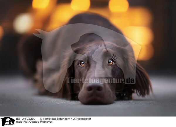 Flat Coated Retriever Rde / male Flat Coated Retriever / DH-02299