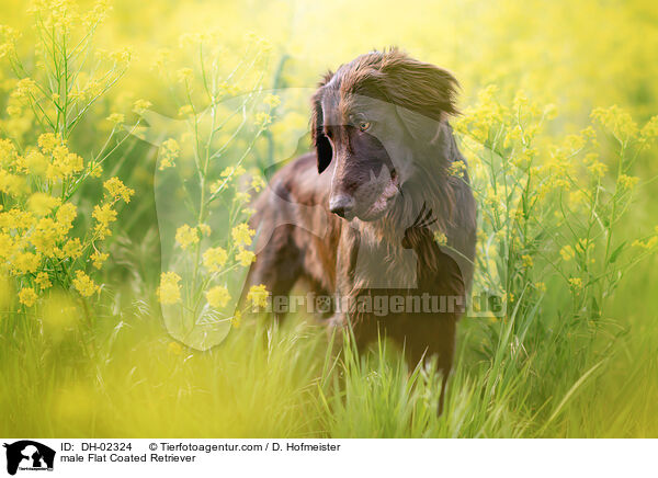Flat Coated Retriever Rde / male Flat Coated Retriever / DH-02324