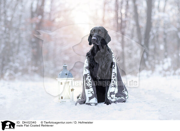 Flat Coated Retriever Rde / male Flat Coated Retriever / DH-02340