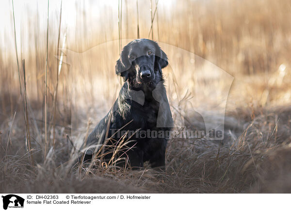 female Flat Coated Retriever / DH-02363