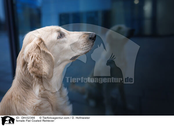 female Flat Coated Retriever / DH-02366