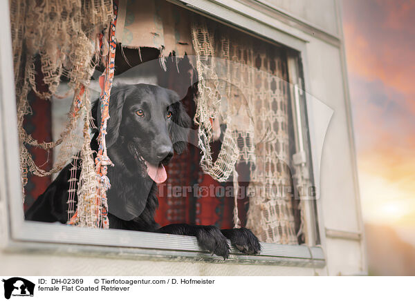 female Flat Coated Retriever / DH-02369
