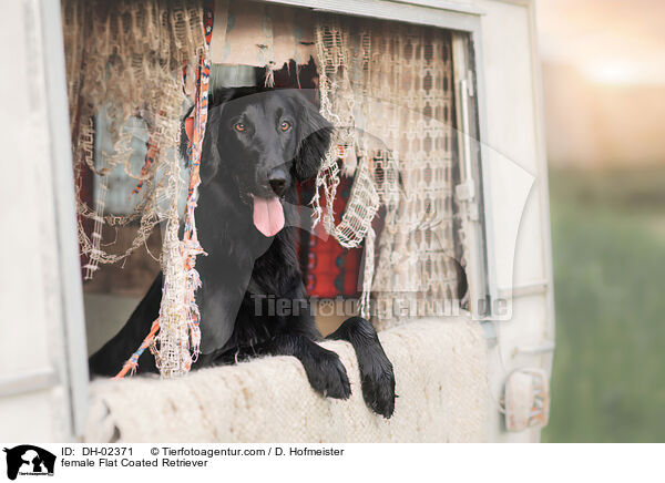Flat Coated Retriever Hndin / female Flat Coated Retriever / DH-02371