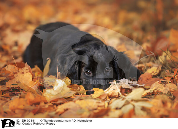 Flat Coated Retriever Welpe / Flat Coated Retriever Puppy / DH-02381