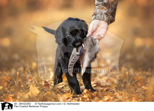 Flat Coated Retriever Welpe / Flat Coated Retriever Puppy / DH-02383