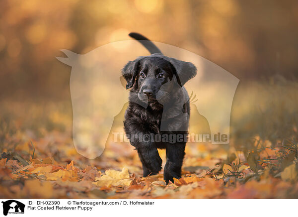 Flat Coated Retriever Welpe / Flat Coated Retriever Puppy / DH-02390