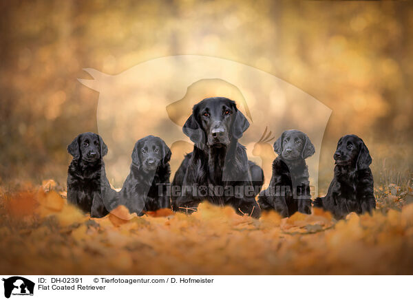 Flat Coated Retriever / Flat Coated Retriever / DH-02391