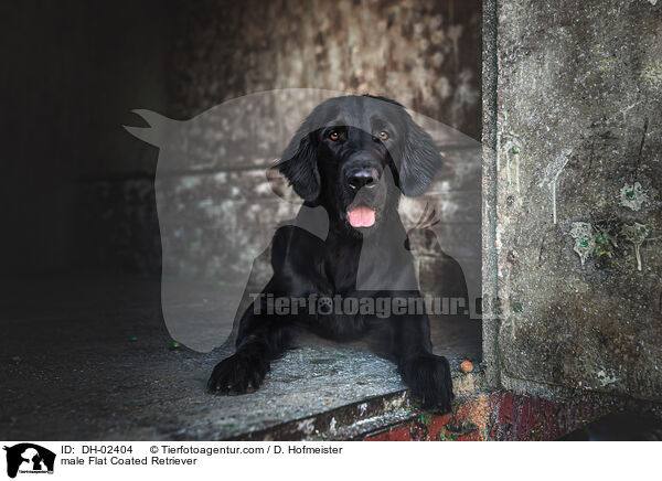 Flat Coated Retriever Rde / male Flat Coated Retriever / DH-02404