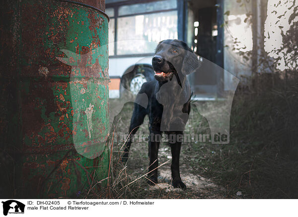 Flat Coated Retriever R�de / male Flat Coated Retriever / DH-02405