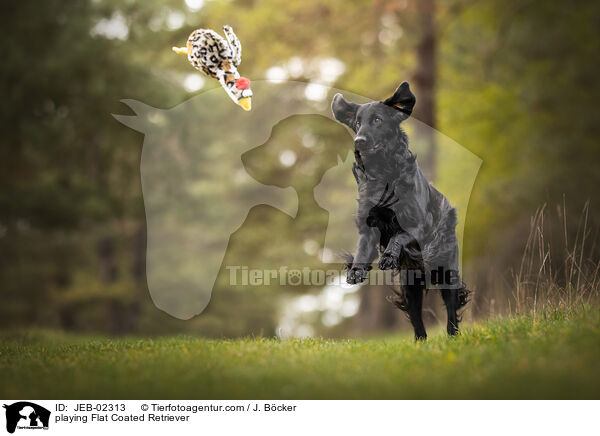 spielender Flat Coated Retriever / playing Flat Coated Retriever / JEB-02313