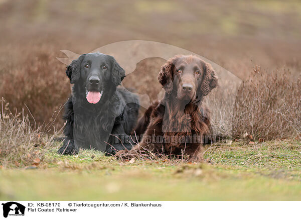 Flat Coated Retriever / KB-08170