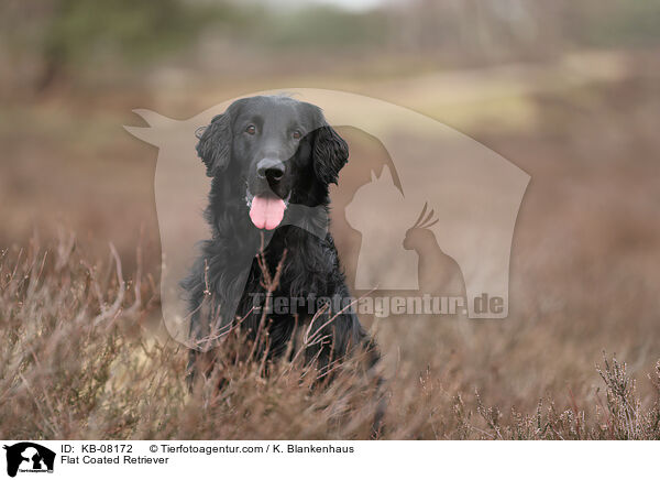 Flat Coated Retriever / Flat Coated Retriever / KB-08172