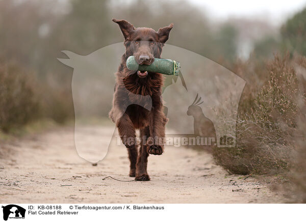 Flat Coated Retriever / Flat Coated Retriever / KB-08188