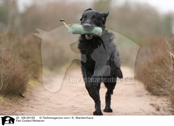 Flat Coated Retriever / Flat Coated Retriever / KB-08195