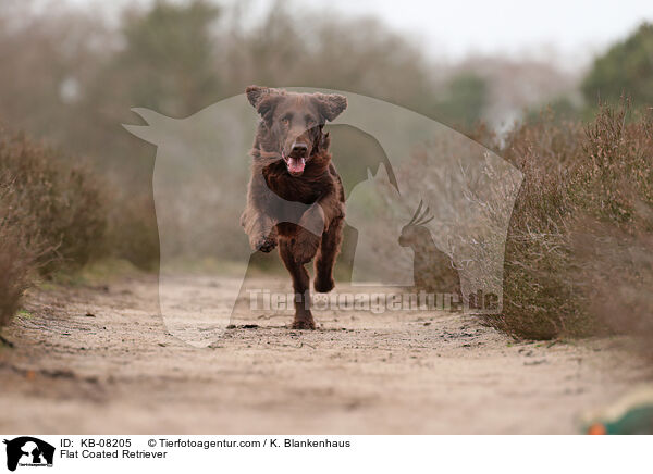 Flat Coated Retriever / Flat Coated Retriever / KB-08205